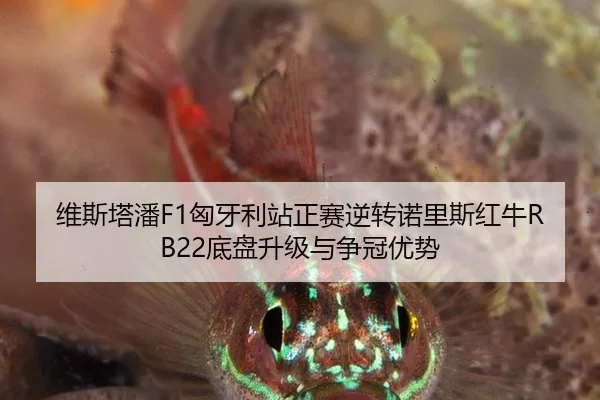 wei-si-ta-pan-xiong-ya-li-zhan-zheng-sai-ni-zhuan-nuo-li-si-hong-niu-di-pan-sheng-ji-yu-zheng-guan-you-shi-2-619.jpg